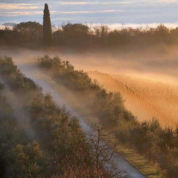 Cantina vinicola Terra di Seta