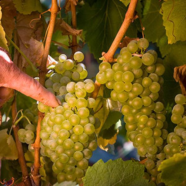 Cantina e Vigneti CVA Canicattì
