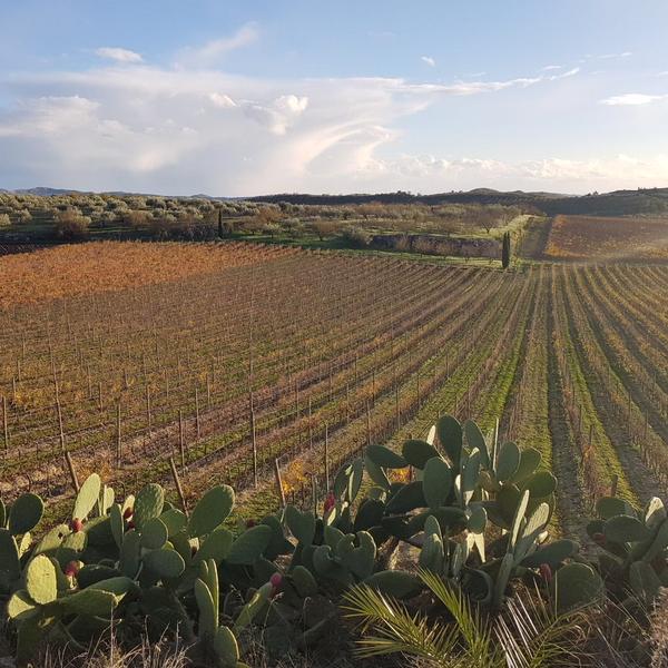 Cantina e Vigneti Baglio del Cristo di Campobello