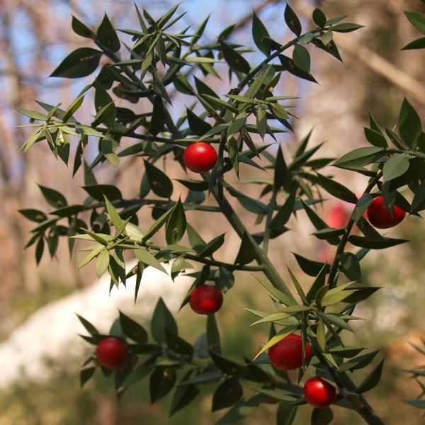 Pungitopo (Ruscus aculeatus)