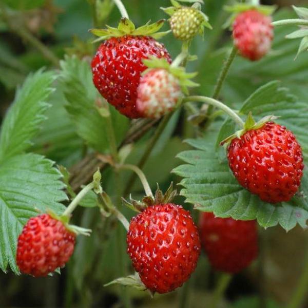 Fragola di bosco (Fragaria vesca)