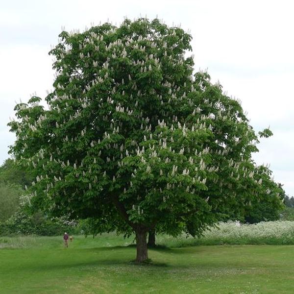 Castagno (Castanea Sativa Miller)