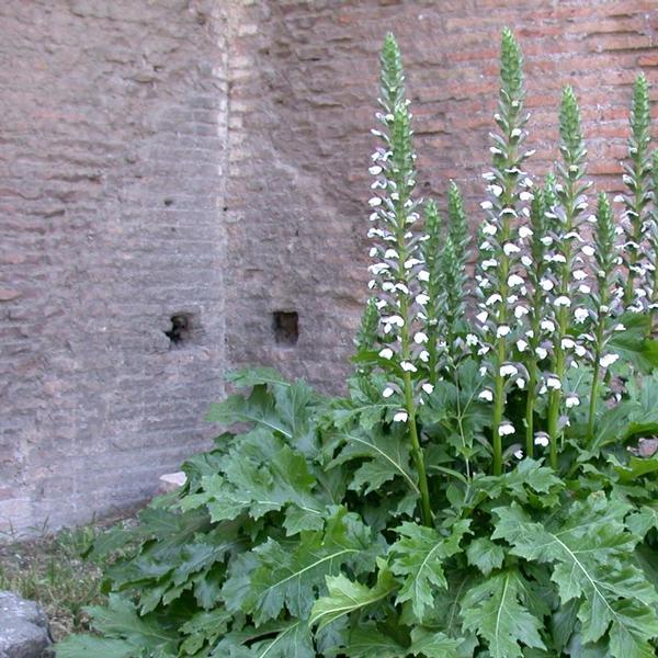 Acanto (Acanthus Mollis L.)