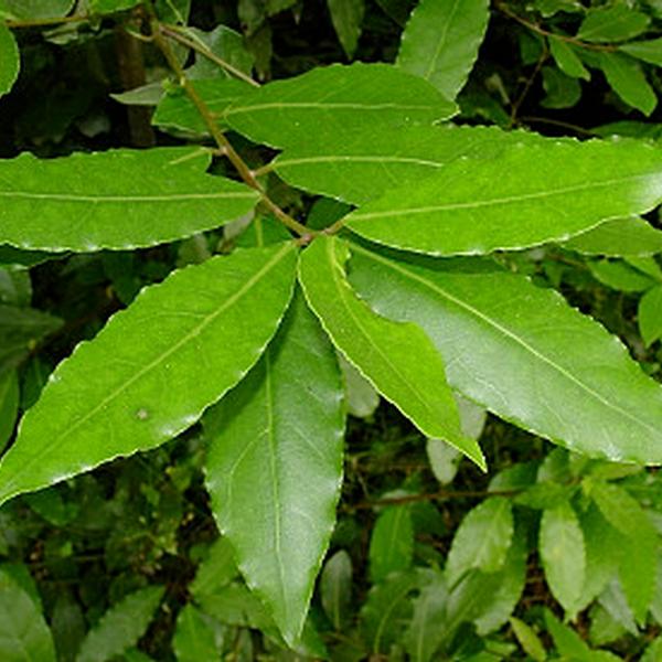 Alloro (Laurus Nobilis L.)