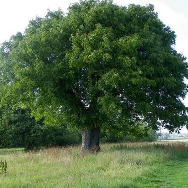 Noce (Juglans Regia)