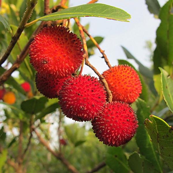 Corbezzolo (Arbutus Unedo)