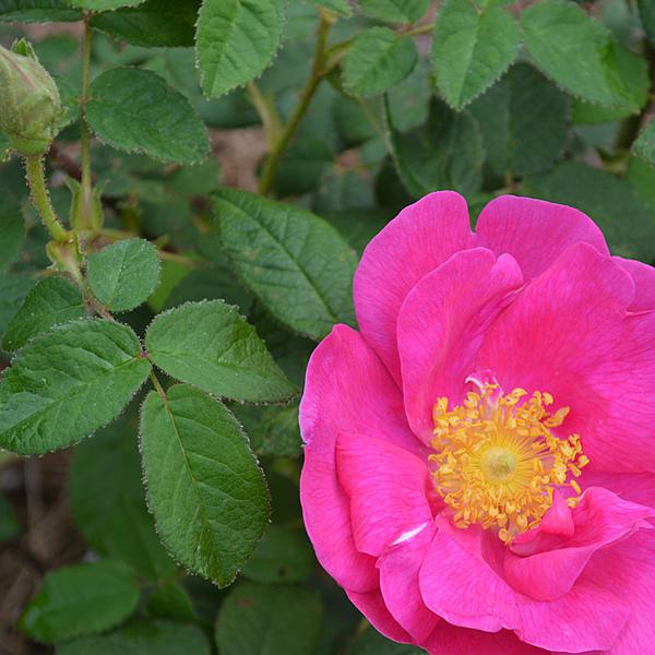 Rosa Gallica (Rosa Gallica L.)