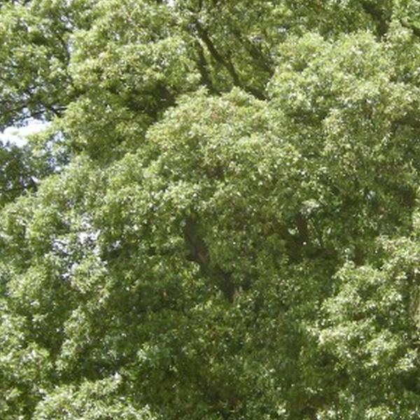 Quercia (Quercus)