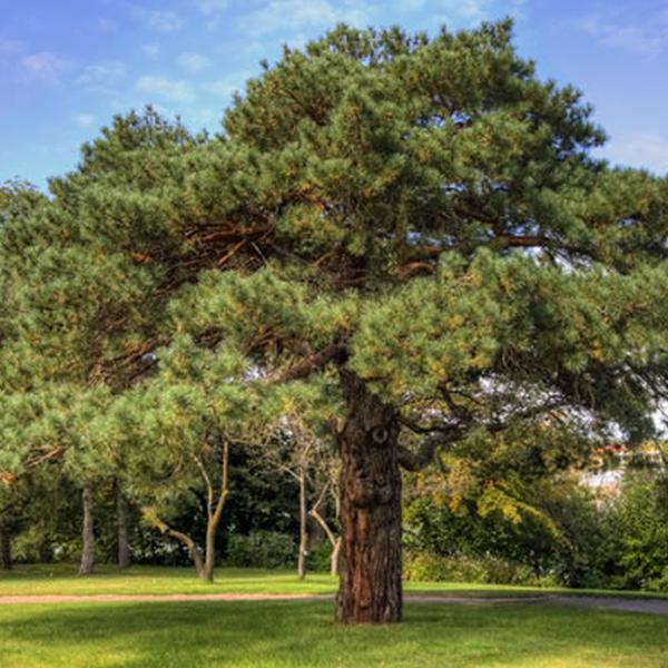 Pino (Pinus Sylvestris)