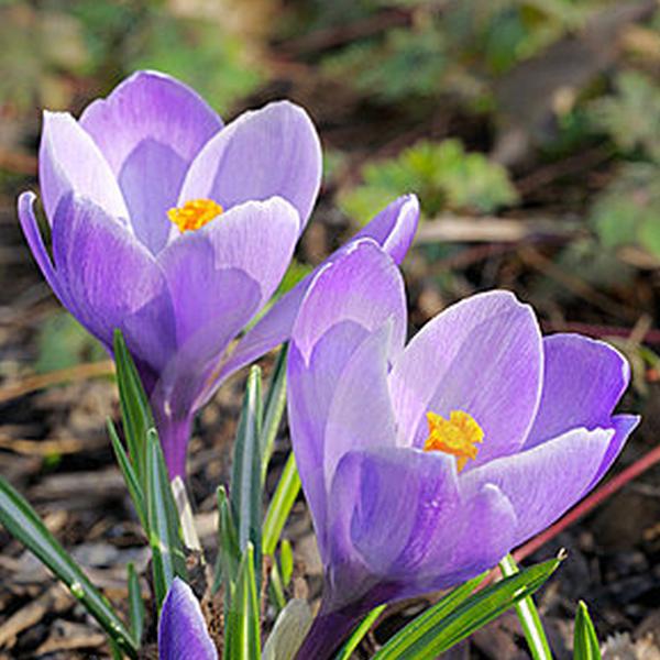 Croco (Crocus Vernus)