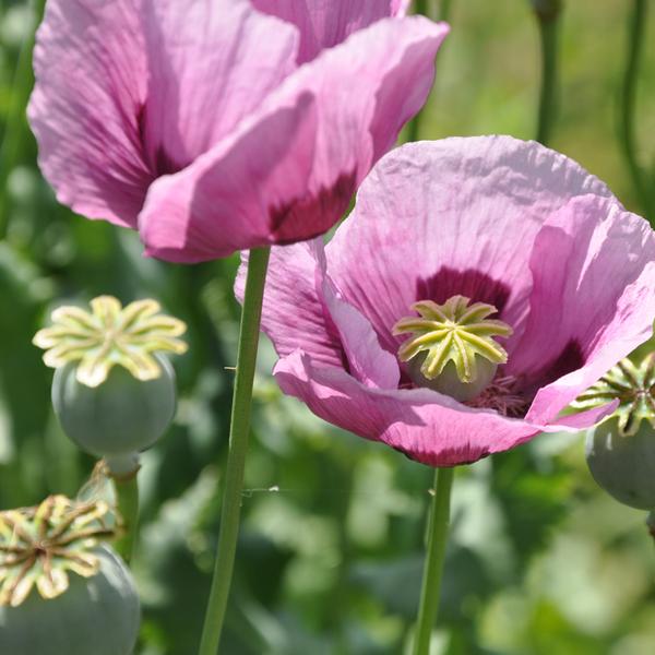 Papavero da oppio (Papaver Somniferum)