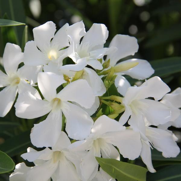Oleandro (Nerium Oleander)