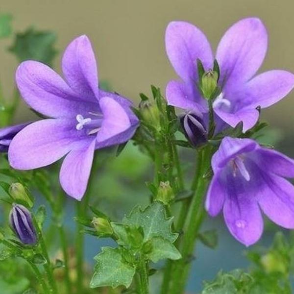 Campanula (Campanula Persicifolia)