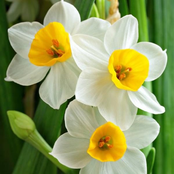 Narciso (Narcisus)