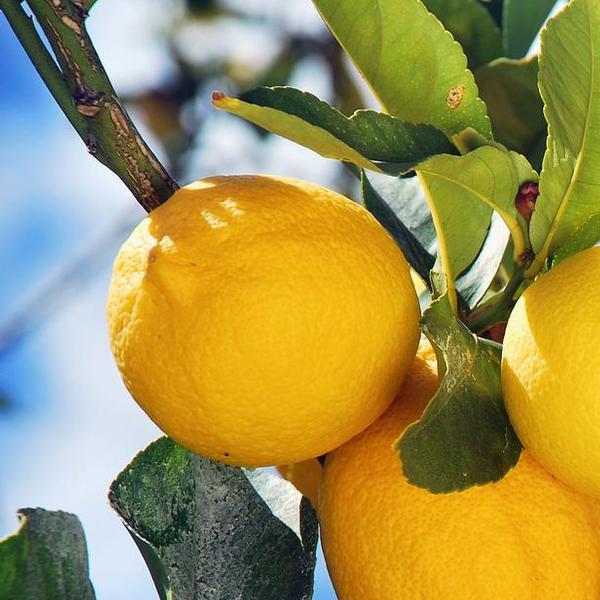 Limone (Citrus Limon)