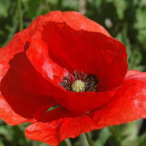 Papavero (Papaver Rhoeas)