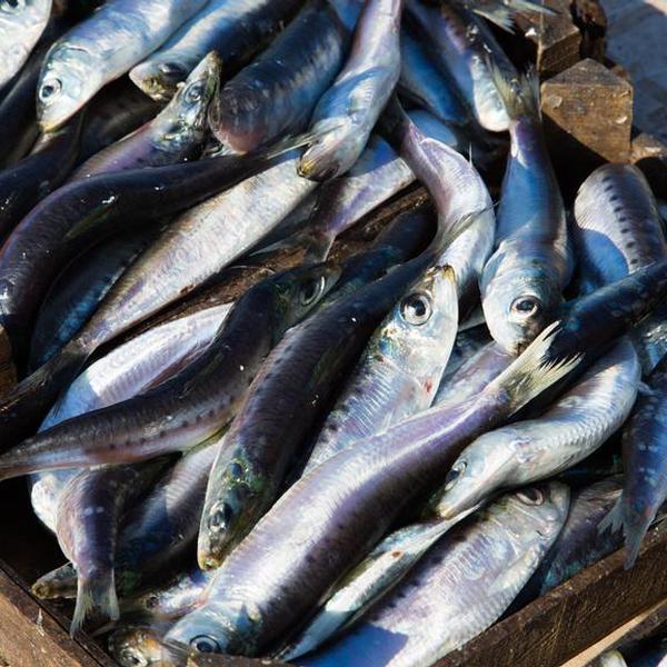 Pesce Azzurro