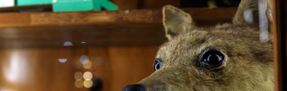 Il carnevale degli animali