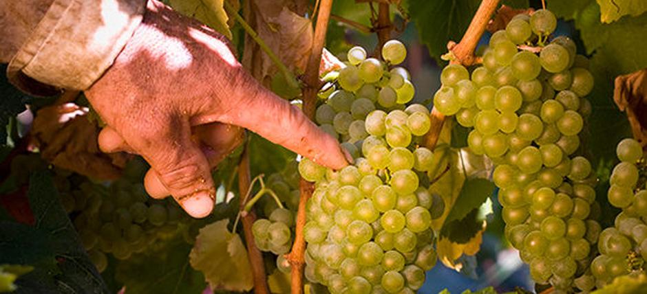 Cantina e Vigneti CVA Canicattì